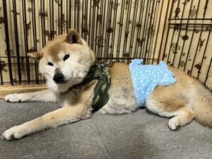 老犬