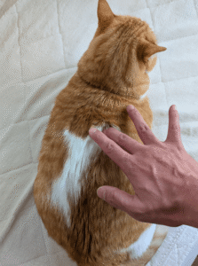点穴療法