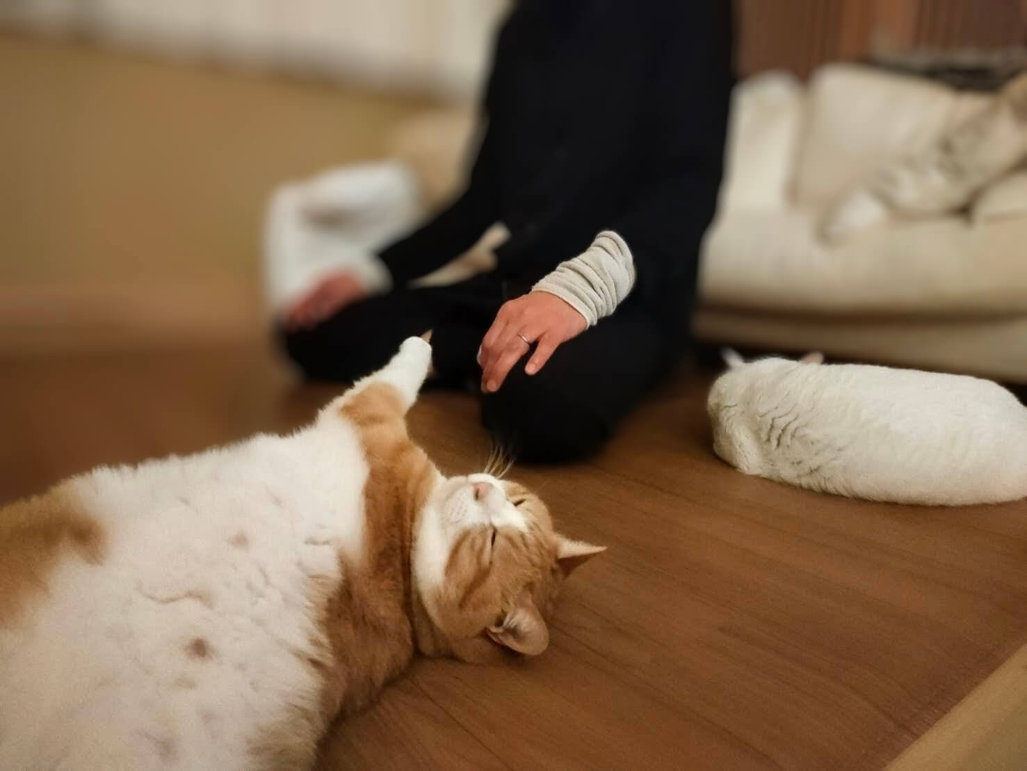 猫と座禅